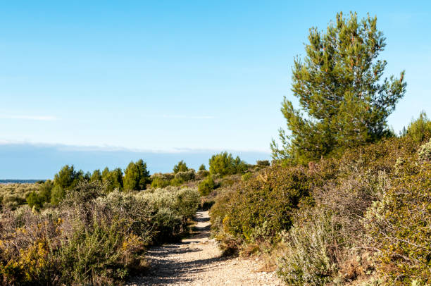 sendero en les alpilles, provenza - francia - st remy de provence fotografías e imágenes de stock