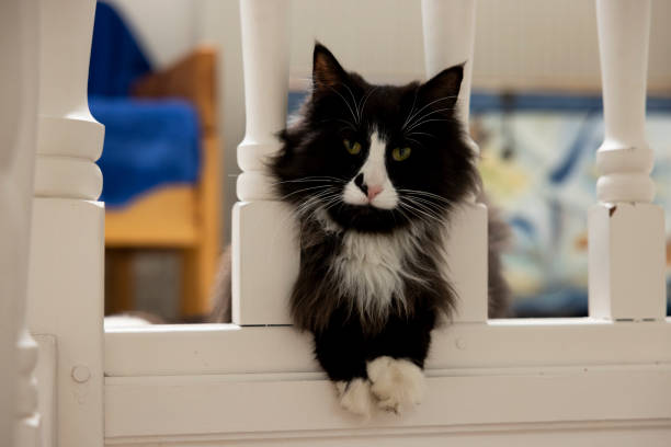 Black and white norwegian forest cat interior