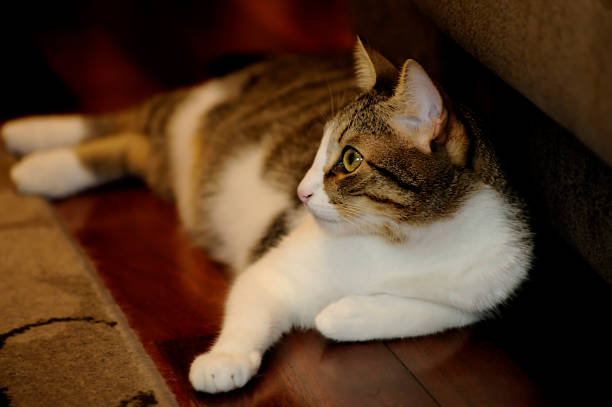istock Cute domestic cat lying on home floor. 1334092761