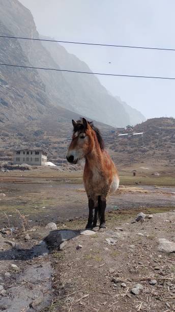 istock A horse in Langtang National Park Nepal 1334092903