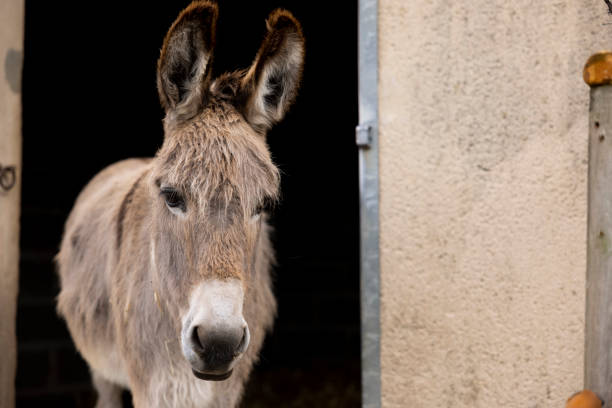istock Donkey on is box waiting black and white 1334093889