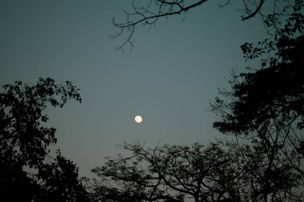 istock A bright full moon seen through a tree leaves. Nature background 1334093930