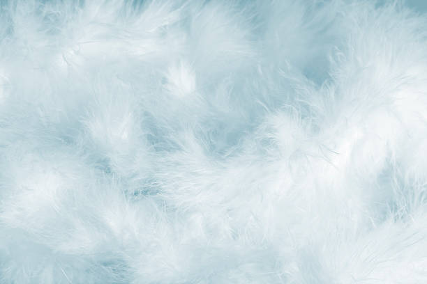 plumes bleu - fluffy photos et images de collection