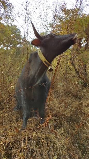 istock A cow in Langtang National Park Nepal 1334094413