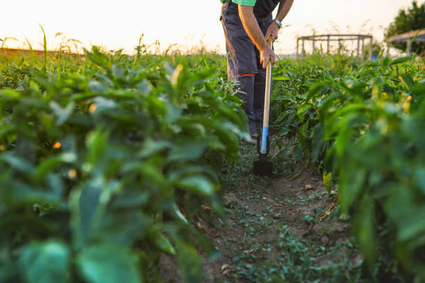 arar primer plano - tillage fotografías e imágenes de stock