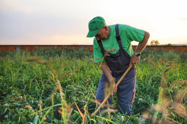 istock Taking care of organic veggies 1334094594