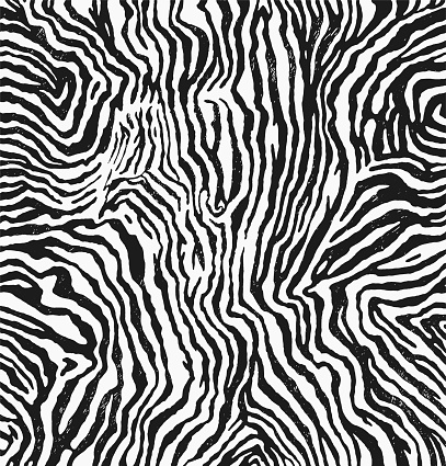 High detail hand drawn vector illustration of zebra fur texture, print, pattern, black and white sketch