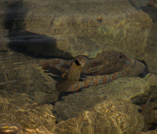 istock Common water snake swimming in the lake 1334095631