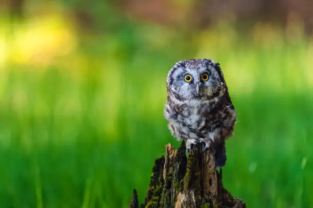 Photo of The boreal owl or Tengmalm's owl (Aegolius funereus), portrait of this bird sitting on a perch in the forest. The background is beautifully colored, blurred, beautiful bokeh.