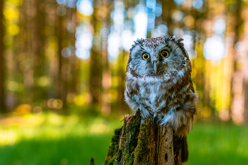 The boreal owl or Tengmalm's owl (Aegolius funereus), portrait of this bird sitting on a tree trunk in the forest. The background is beautifully colored, blurred, beautiful bokeh, color circles.