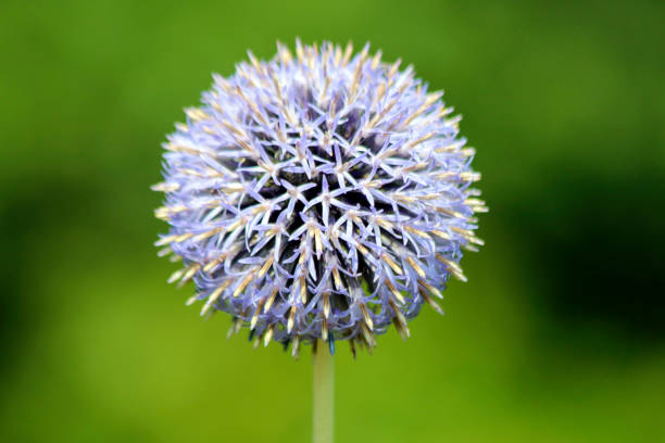 istock Bullet thistle Echinops Ritro with insect attraction 1334097673