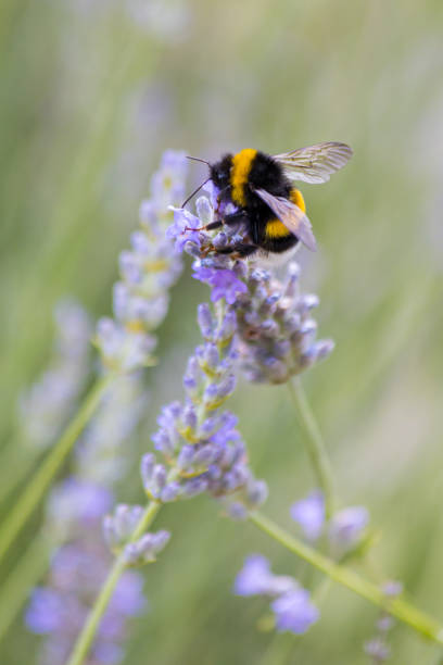 istock Insect on a flower searching for nectar 1334097977