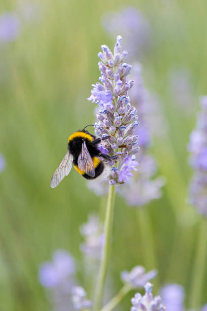 istock Insect on a flower searching for nectar 1334098011