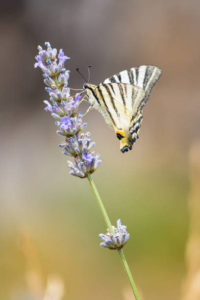 istock Insect on a flower searching for nectar 1334098174
