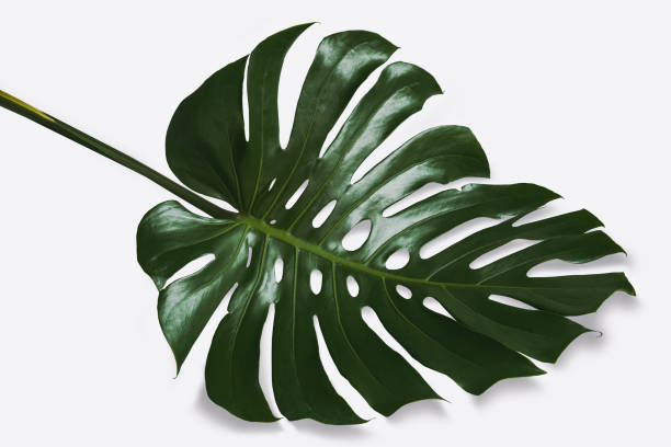 istock Bright green Monstera leaves lay on a white background with black shadows. 1334099149