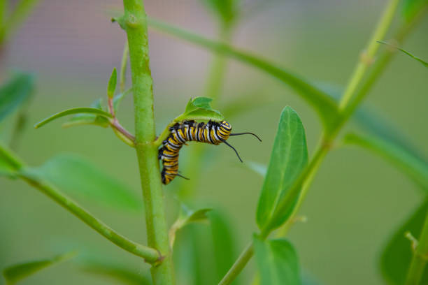 istock Monarch Butterfly Caterpillar-Indiana 1334100266