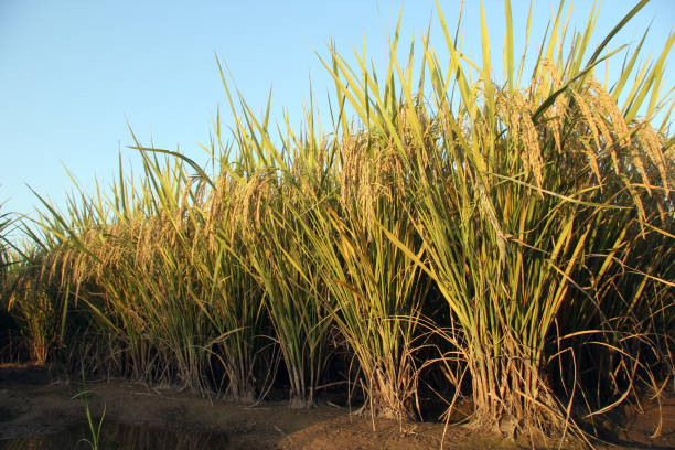 istock Green Super Rice Field in Pakistan 1334100782