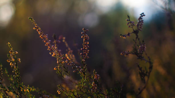 istock Close-up view of wild heather flowers, during sunset 1334101085