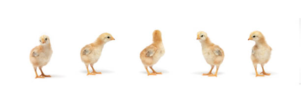 istock Isolated Little Rhode Island Red baby chicken team stand in a row on solid white clear background in studio light. 1334102433