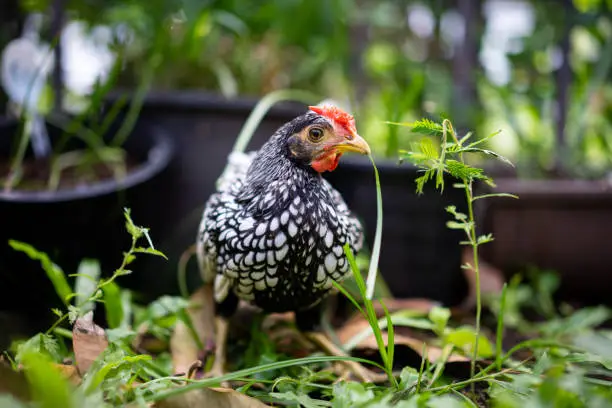 Photo of close up to Silver white Male SeBright Chick in the blur bokeh green garden background.