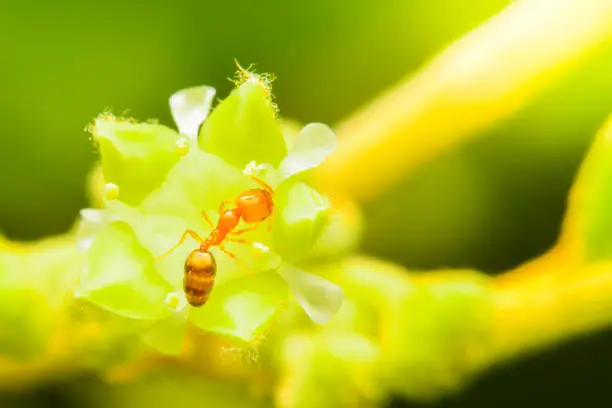 Photo of Closeup small red ant on flowers