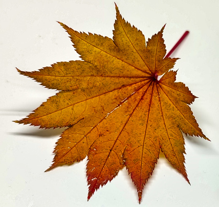 Colored leaf in autumn