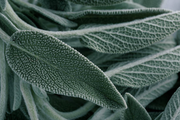 clary sage foglie verdi naturali sfondo macro - salvia foto e immagini stock