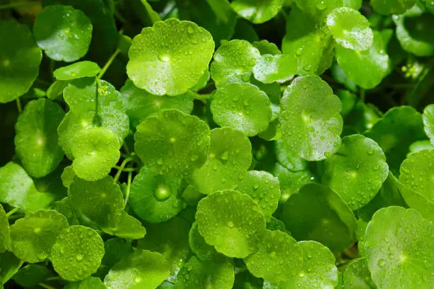 Raindrops on gotu kola leaves. Natural background Centella asiatica (gotu kola) with succulent fresh leaves, with shoot focus