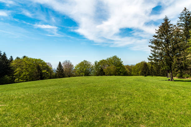 istock fresh green springtime meadow with trees around and blue sky with few clouds 1334105283