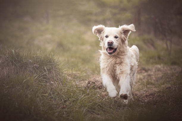 istock Happy Golden Retriever running in a meadow 1334105365