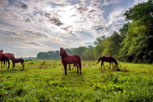 istock Horses in Rural Pasture Early Morning 1334106342