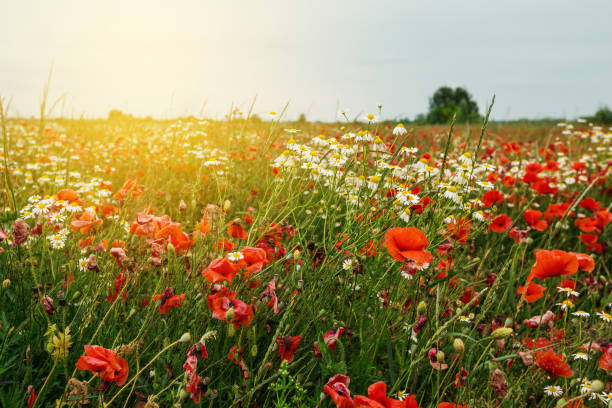 istock Summer field of red blooming poppies 1334106385