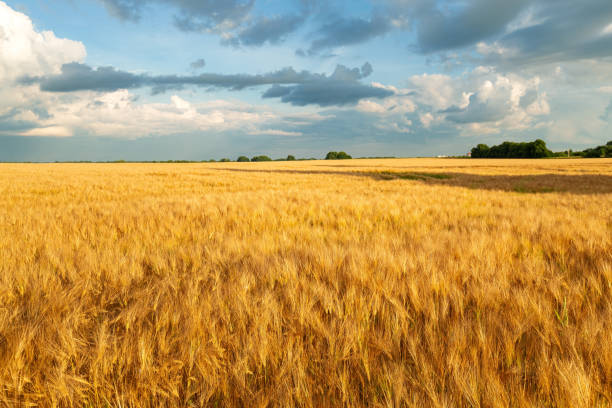 istock Gold wheat field in summer time 1334106431