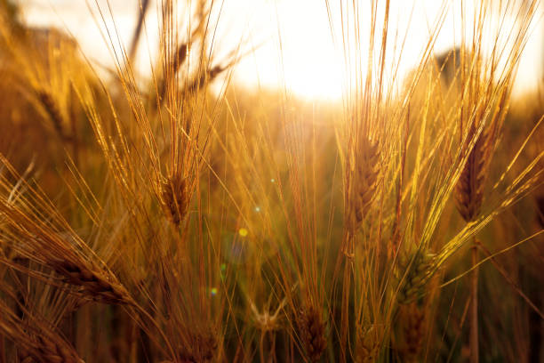 istock Gold wheat field in summer time 1334106438