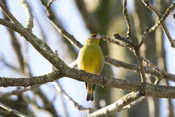 a single Greenfinch (Chloris chloris) standing on a bare branch and a clear blue spring sky