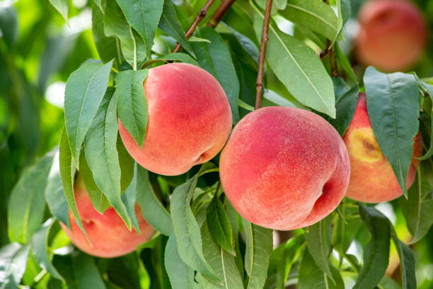 istock Fresh and sweet orchard peach. 1334107988