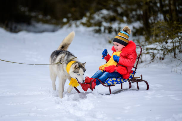 A girl on a sleigh plays with her pet husky, winter and winter games with a dog, winter joys. A girl on a sleigh plays with her pet husky, winter and winter games with a dog, winter joys.new siberian husky stock pictures, royalty-free photos & images