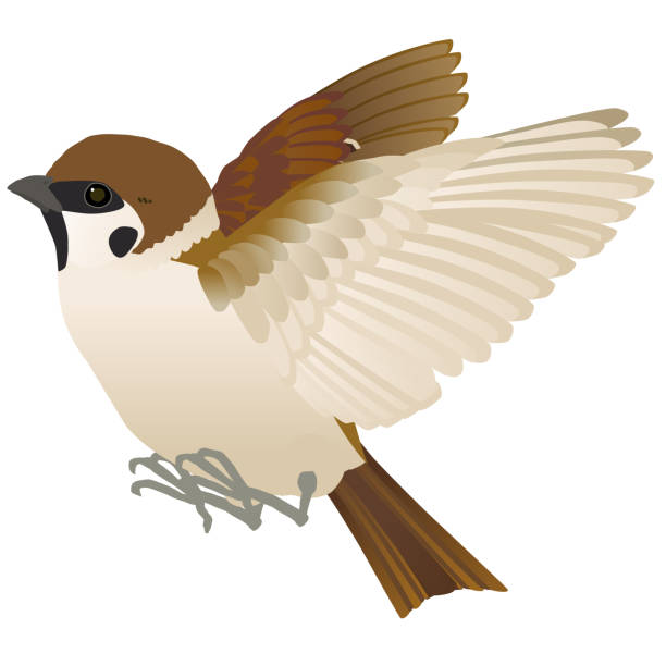 fliegender kleiner vogel baum spatz vektor illustration - sperling stock-grafiken, -clipart, -cartoons und -symbole