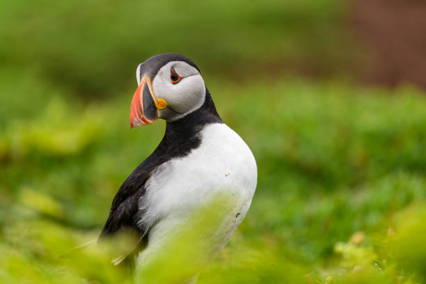 istock Wild Sea Birds Atlantic Puffins 1334109726
