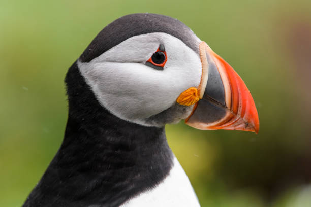 istock Wild Sea Birds Atlantic Puffins 1334110351