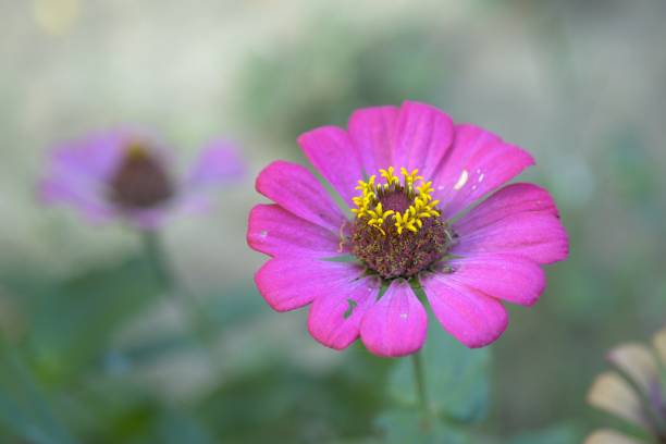 istock Purple Common Zinnia (Zinnia elegans) in garden with space for putting text, lowkey 1334110727