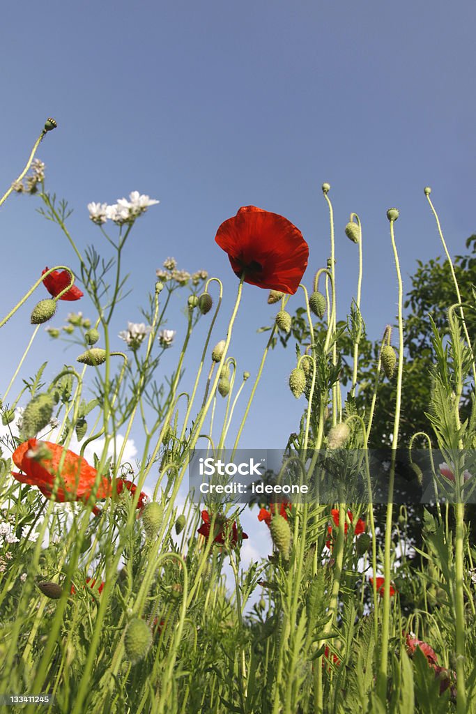 Flores silvestres - Foto de stock de Aire libre libre de derechos