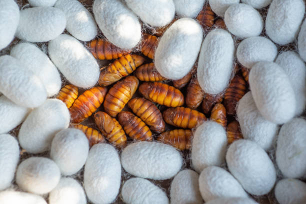 chrysalis del gusano de seda con el capullo. disparo macro - silkworm fotografías e imágenes de stock