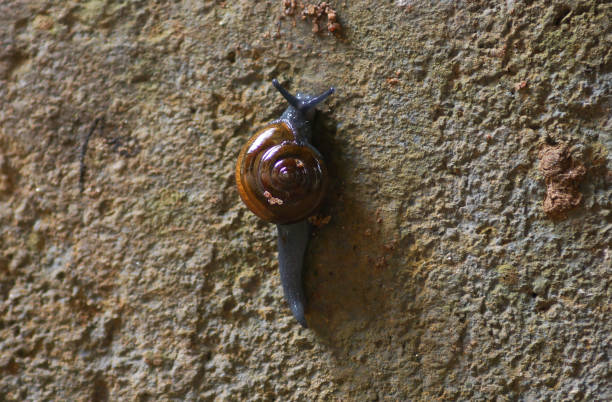 istock Black Snail crawling on the wall with the shell 1334112894