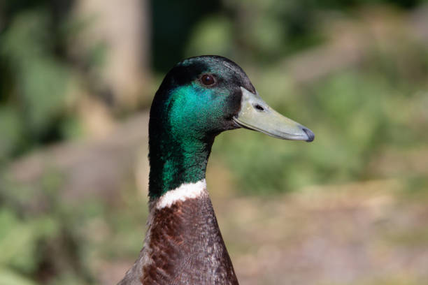 istock head shot of a Mallard 1334113077