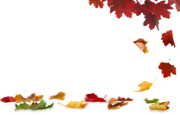 istock Isolated maple leaves on the white background 1334113815