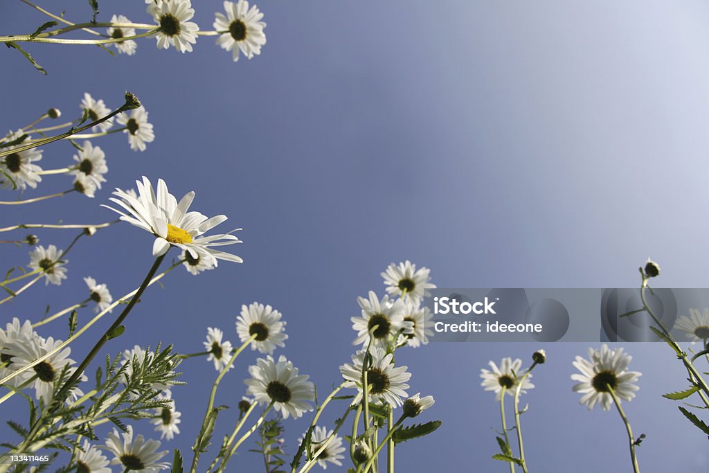 Wiosna Sen - Zbiór zdjęć royalty-free (Kwiat - Roślina)
