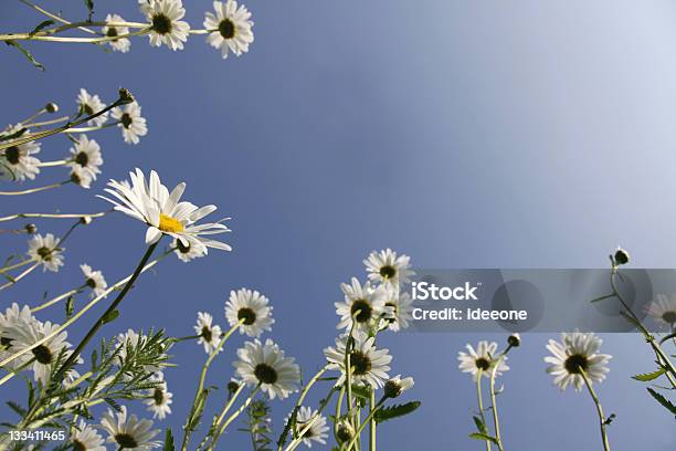 Wiosna Sen - zdjęcia stockowe i więcej obrazów Kwiat - Roślina - Kwiat - Roślina, Wiosna, Bez ludzi