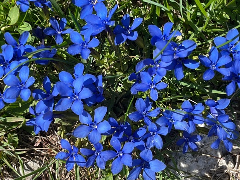 Blue flower with 5 petals, Gentiana, floral carpet of gentian.