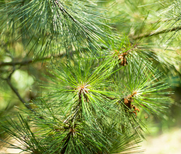 i rami di pino si chiudono. sfondo verde pino. temi della foresta e dell'ecologia. - pine pine tree tree branch foto e immagini stock